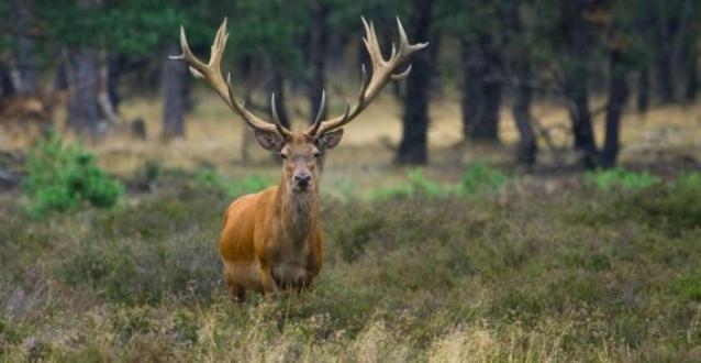 Reewold Veluwe Villa Putten Esterno foto