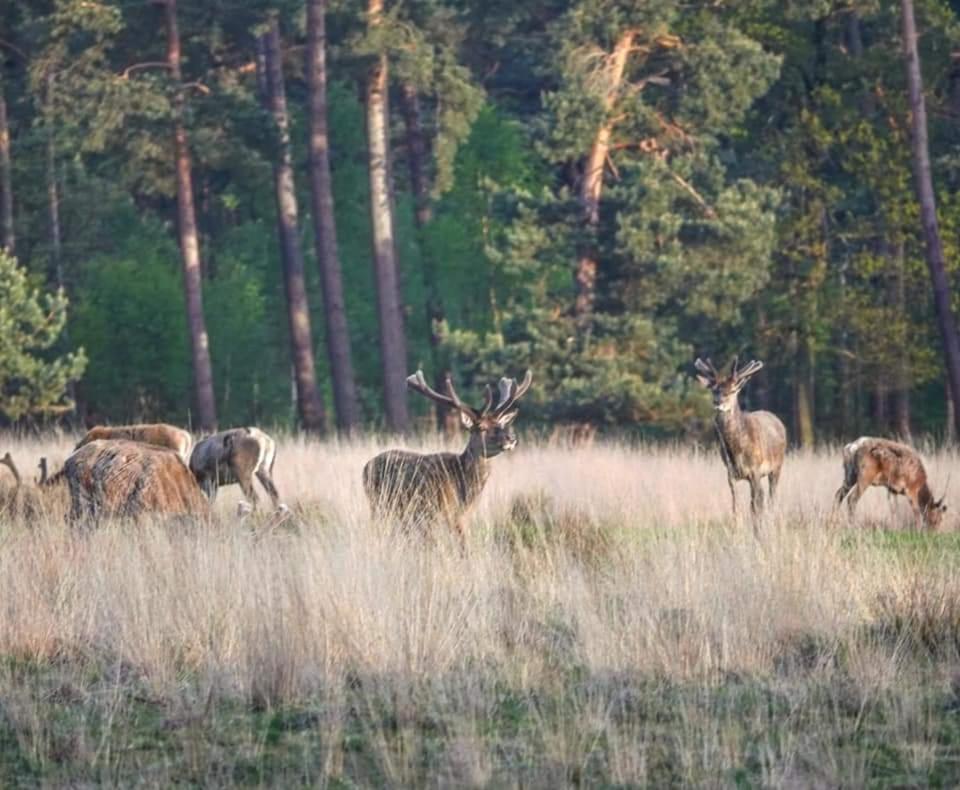 Reewold Veluwe Villa Putten Esterno foto